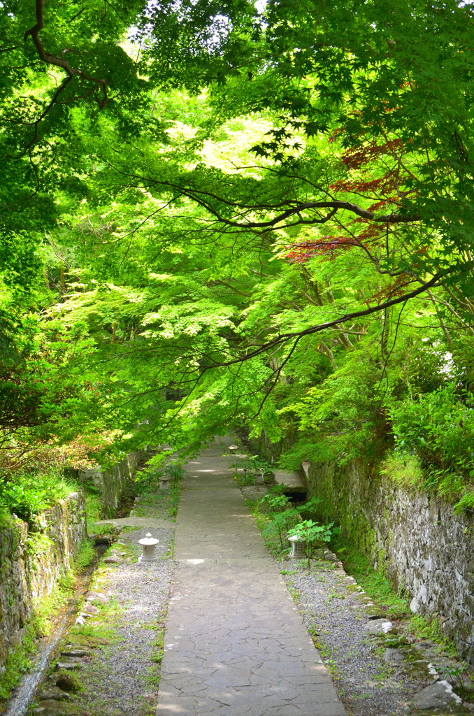 両子寺2022　5月-1　参道