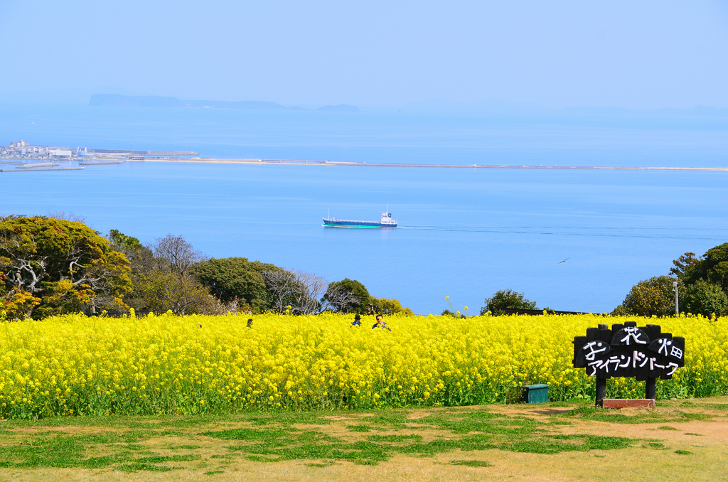 能古島2023　3月-1　菜の花と博多湾に海の中道