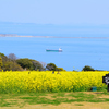 能古島2023　3月-1　菜の花と博多湾に海の中道