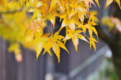 武家屋敷久野邸2024　初冬-01　裏小庭　黄葉②