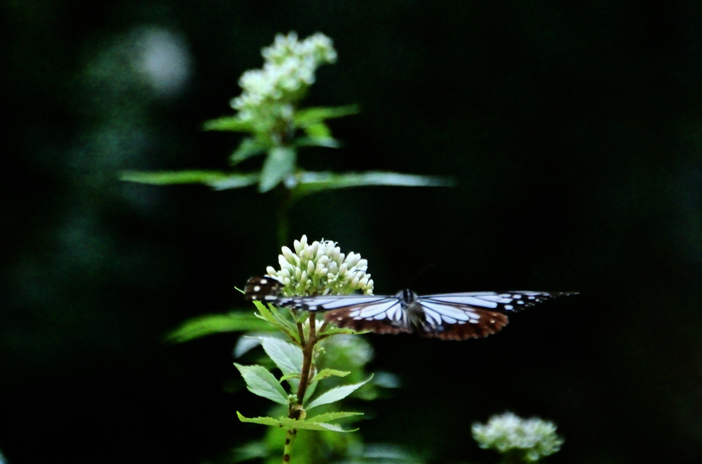 白野江2021　10月-1　アサギマダラ④
