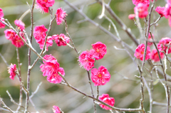 白野江2023　2月-03　紅梅
