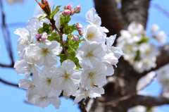 能古島2023　春-02　桜