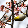 白野江2021　1月-3　寒桜＆目白