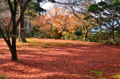 三千院2018-5　有清園　落葉絨毯