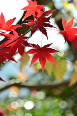 河内藤園2018　11月もみじ4