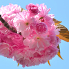 足立妙見宮2021　春-2　青空に八重桜