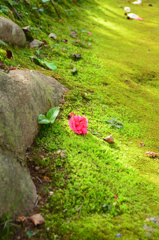 白野江2021　2月　苔の小径　落花椿①