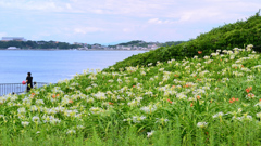 はまゆう公園2020　7月　浜木綿①