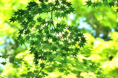 足立公園2021　4月-2　新緑②