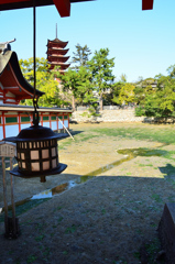 厳島神社2020　10月　午後の鏡の池