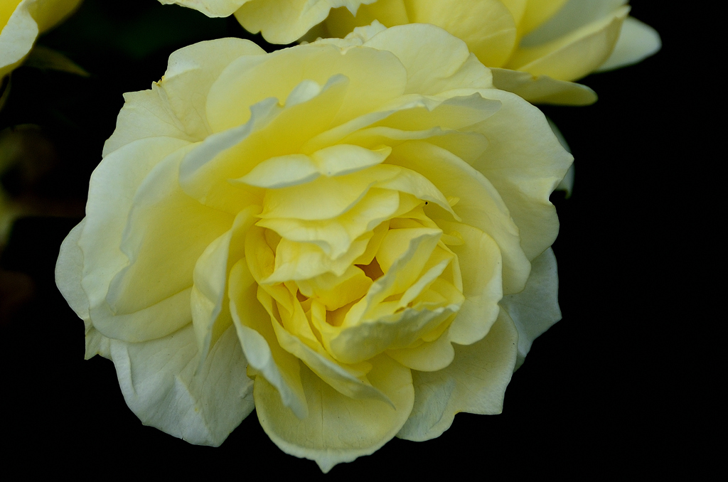 小倉2025　12月　ローズガーデン　薔薇　ゴールデンボーダー