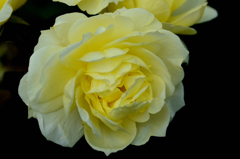 小倉2025　12月　ローズガーデン　薔薇　ゴールデンボーダー