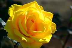 農事センター2023　冬-3　薔薇　ヘンリーフォンダ①