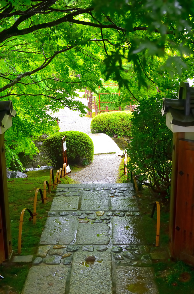 龍安寺2022　7月-3　雨の西庭　青モミジ