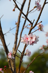 白野江2019　11月　桜　ｱｰｺﾚｰﾄﾞ①