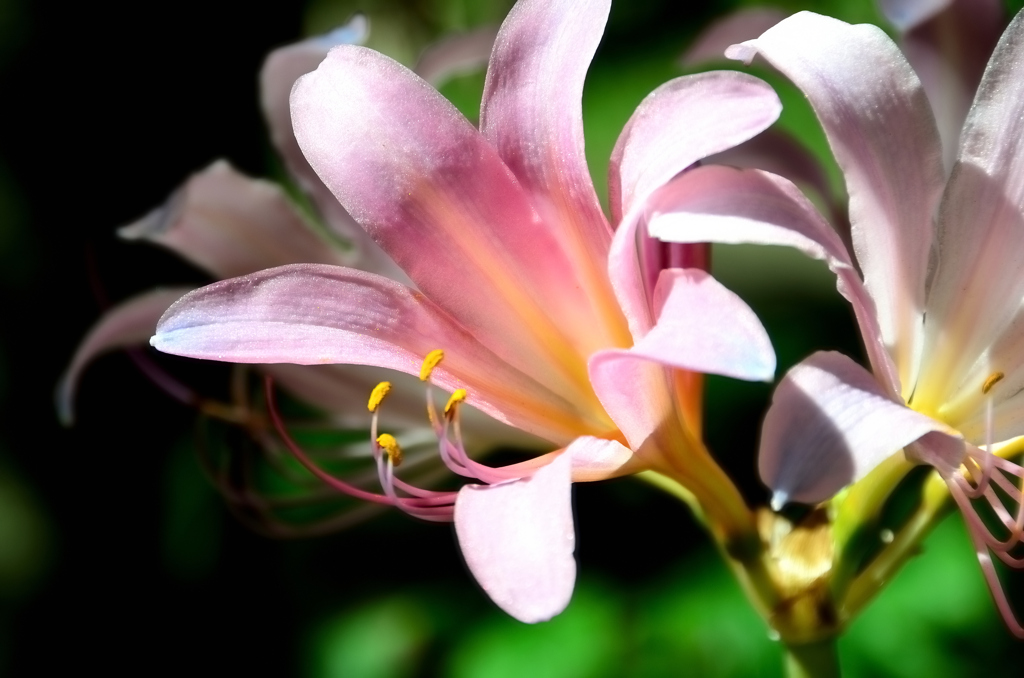 白野江2022　8月　ナツズイセン花弁の煌き