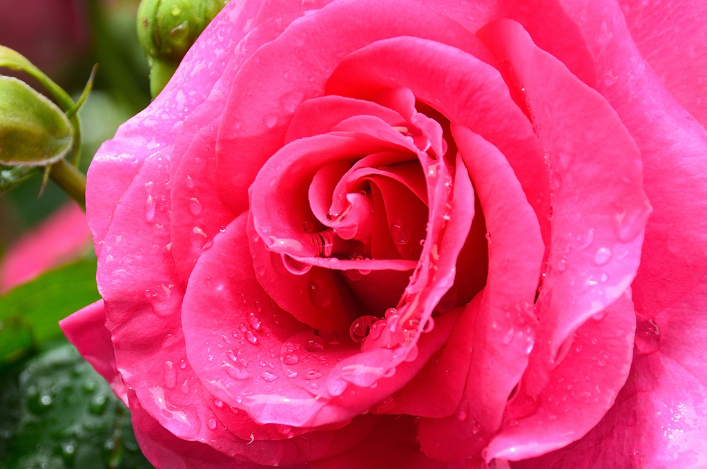 農事センター2021　春　薔薇　うらら