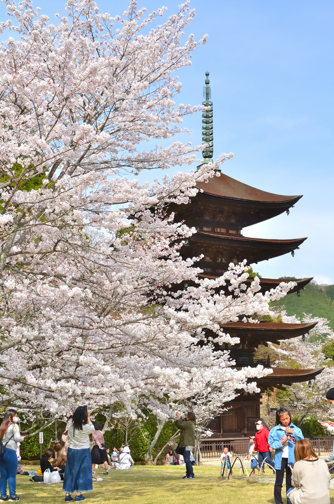 瑠璃光寺2021　春-2　ソメイヨシノと五重塔