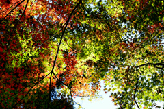 功山寺2022　11月-2　紅葉天井