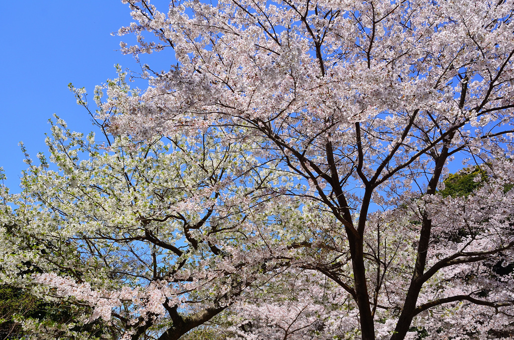 森林公園2019　ソメイヨシノ＆大島桜