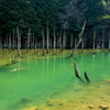 一の俣桜公園2020　3月-2　蒼霧鯉池①