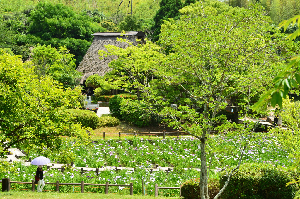宮地嶽神社2022　6月-3　江戸菖蒲苑③