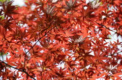 白野江2019　４月　赤もみじの花
