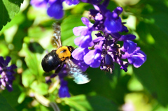 白野江2020　10月-4　昆虫　クマバチ