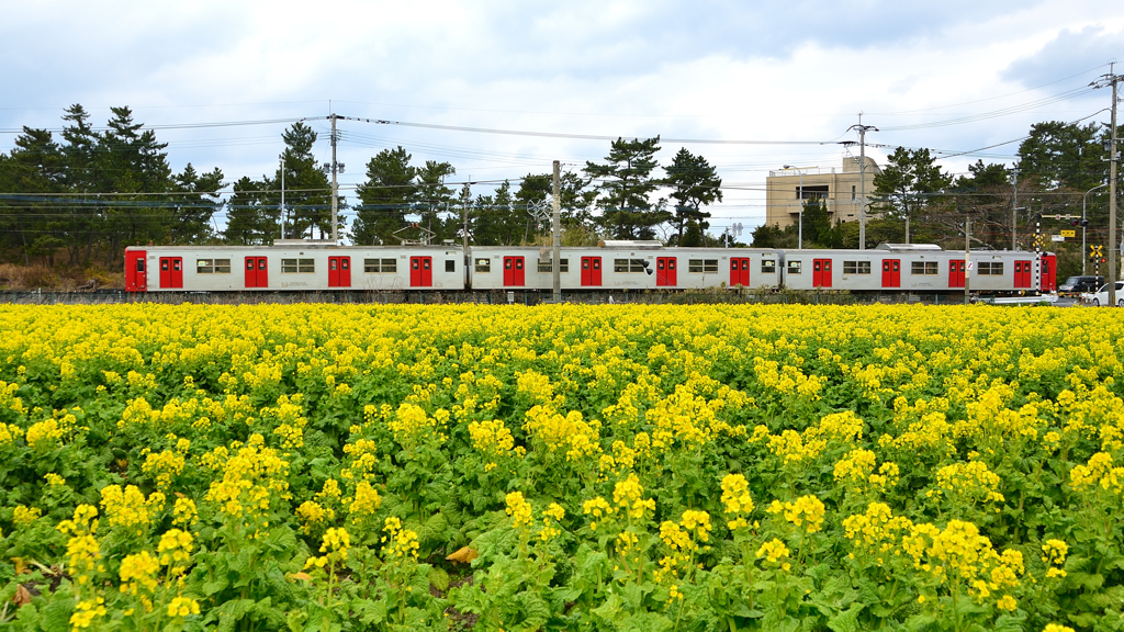 福ふくの里2022　2月　菜の花と電車