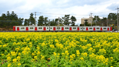福ふくの里2022　2月　菜の花と電車