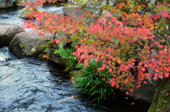 渓石園2018　11月-1　紅葉③