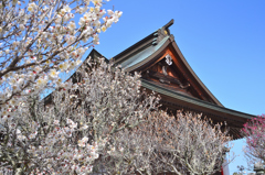 綱敷天満宮2022　3月-1　拝殿と紅白梅