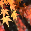 福聚寺2023　もみじ祭-4　黄葉