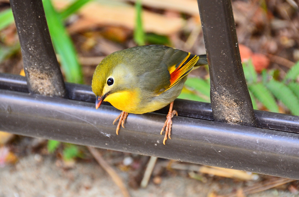 足立公園2021　3月-3　ソウシチョウ②