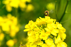 英彦山川2022-3　河川敷　菜の花と蜜蜂