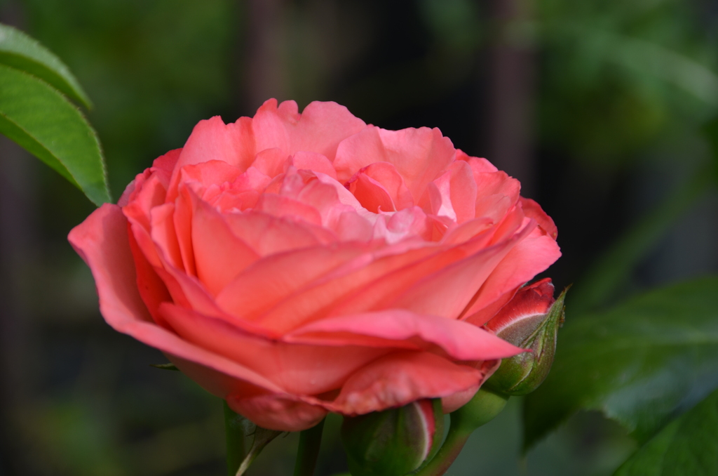 バルコニー2020　5月　薔薇⑦