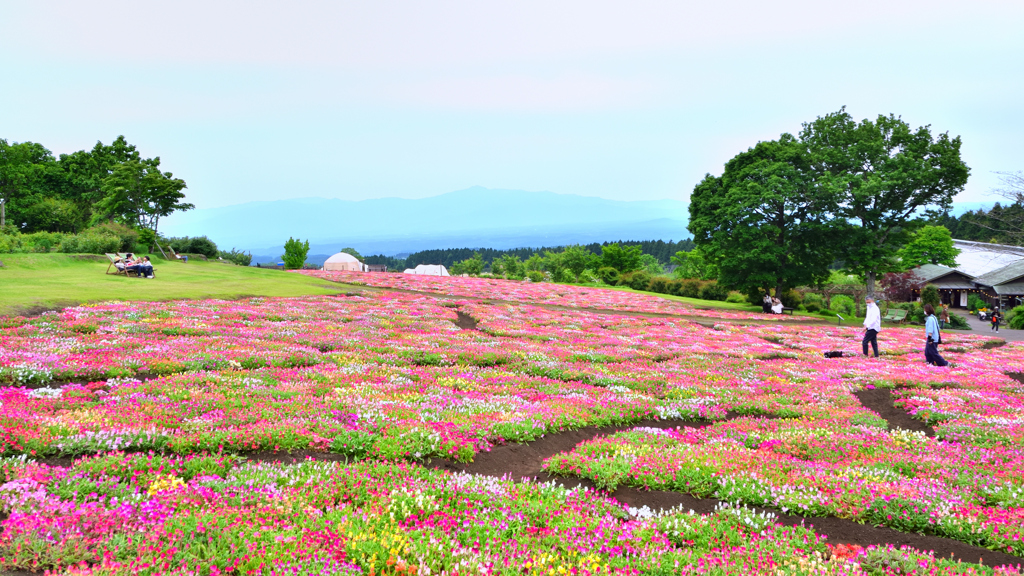 くじゅう花公園2022　5月-3　彩りの丘
