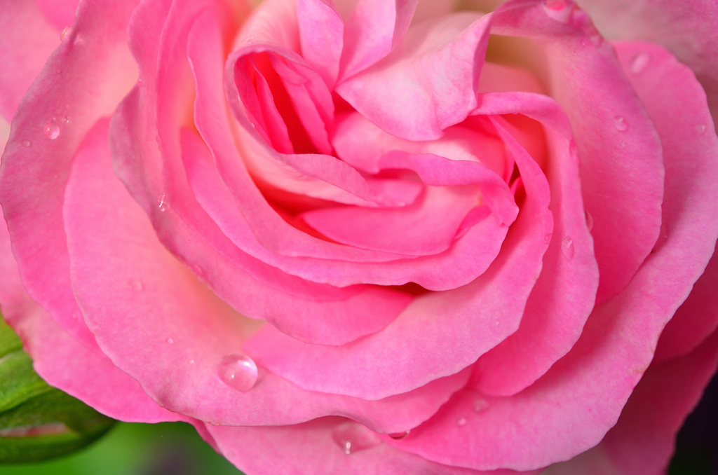 バルコニー2020　4月-3　雨上がりの薔薇②
