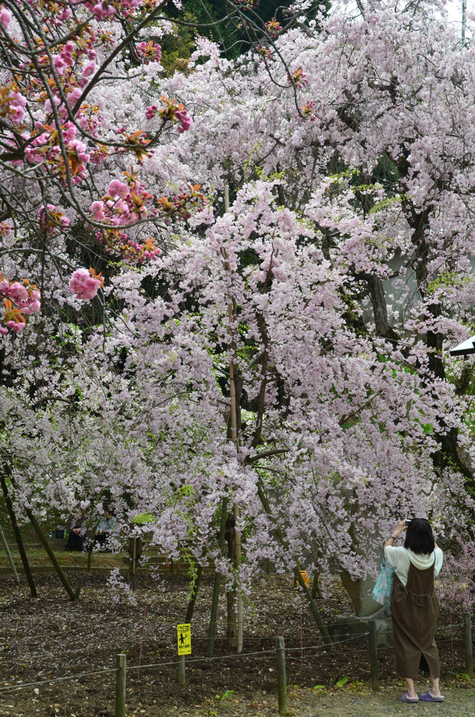 妙見さん2018　枝垂桜2