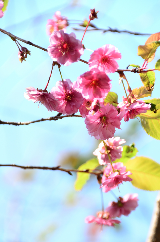 白野江2020　10月-2　桜　エレガンスみゆき