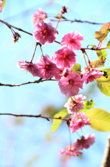 白野江2020　10月-2　桜　エレガンスみゆき