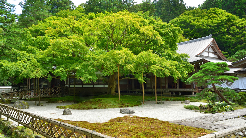 雷山千如寺2021　7月-2　大楓①