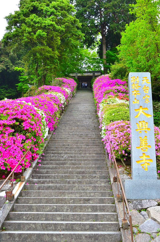 大興善寺2019-2　4月　石段