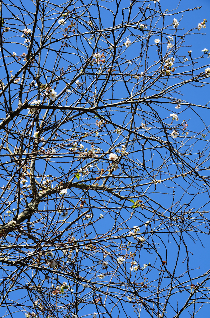 白野江2020　10月-2　桜　子福桜①