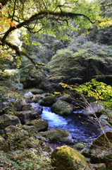 菊池渓谷2019-1　苔岩