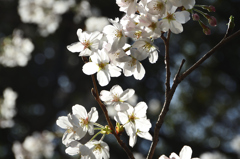 足立公園2022　3月-04　山桜①