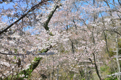 足立公園2022　3月-1　山桜乱舞