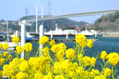 関門橋2024　2月-1　菜の花②