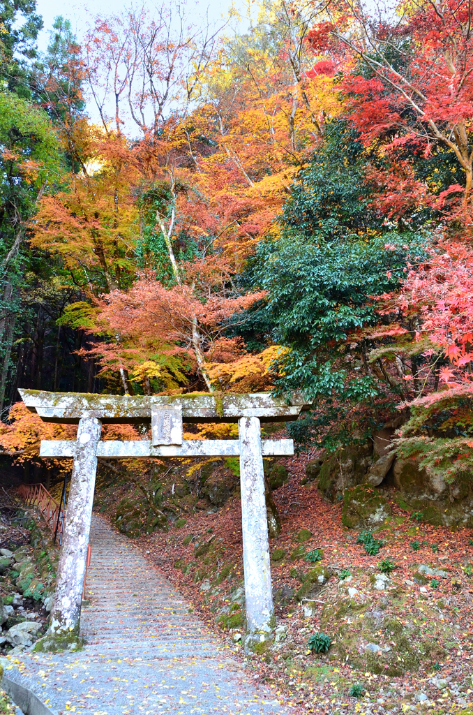 御霊もみじ2022　11月-4　鳥居と紅葉